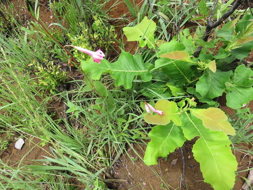 Mandevilla pohliana, photograph 5