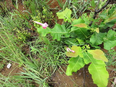 Mandevilla pohliana, photograph Vincent A. Vos, CC BY, iNaturalist via GBIF
