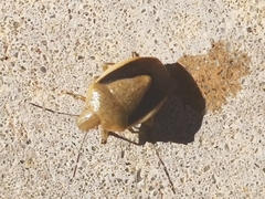Chlorochroa osborni