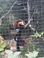 Varecia rubra