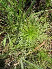 Bulbostylis paradoxa