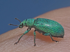 Polydrusus amoenus