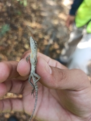 Anolis unilobatus