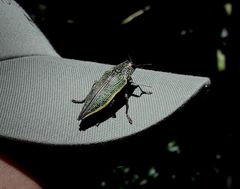 Psiloptera attenuata