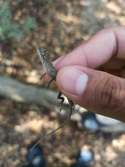 Anolis unilobatus