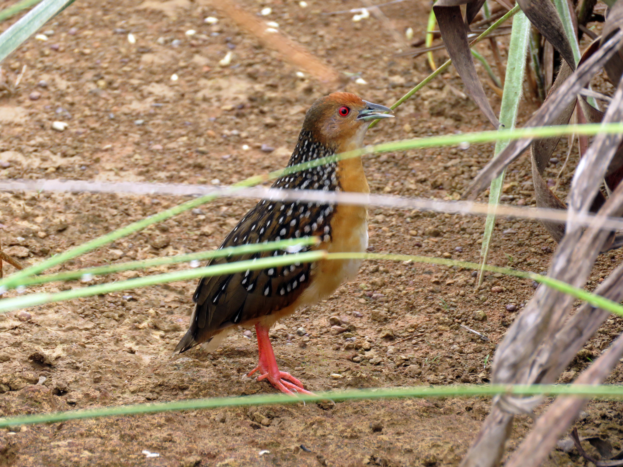 Ocellated Crake (Rufirallus schomburgkii)