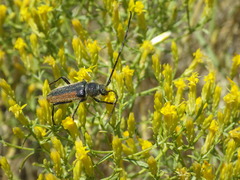 Crossidius punctatus