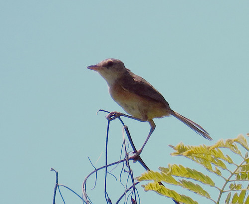 Rufous-sided Scrub Tyrant (Euscarthmus rufomarginatus), photo 5