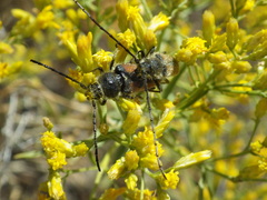 Crossidius punctatus