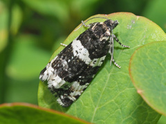 Phiaris bipunctana