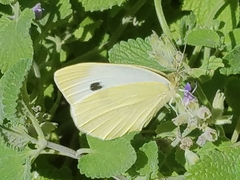 Pieris rapae