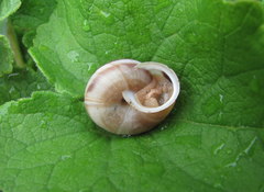 Fruticocampylaea narzanensis