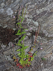 Epilobium collinum