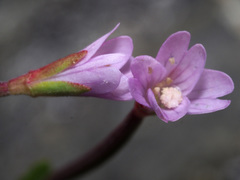 Epilobium collinum
