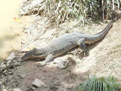 Varanus salvator macromaculatus