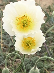 Papaver canescens
