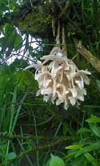 Stanhopea