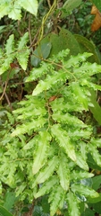 Lygodium volubile