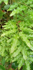 Lygodium volubile