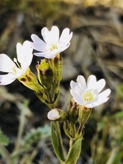 Silene linnaeana
