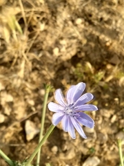 Cichorium endivia