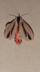 Creatonotos gangis-interrupta agg