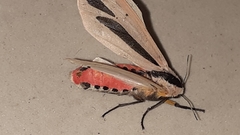 Creatonotos gangis-interrupta agg