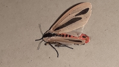 Creatonotos gangis-interrupta agg