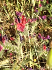 Echium rauwolfii