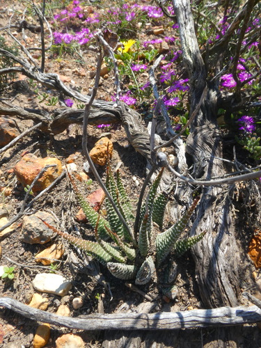 Haworthia minor (Aiton) Duval