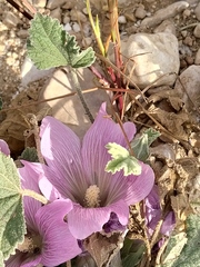 Alcea acaulis