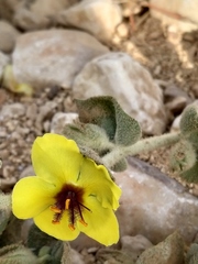 Verbascum eremobium