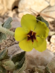 Verbascum eremobium