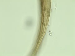 Campylium bambergeri