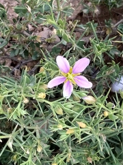 Fagonia mollis