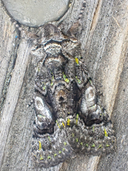 Behrensia conchiformis