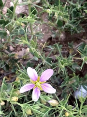 Fagonia mollis