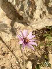 Pseudopodospermum papposum