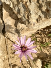 Pseudopodospermum papposum