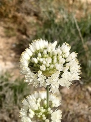 Allium palaestinum