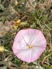 Convolvulus oleifolius
