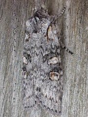 Lithophane pertorrida