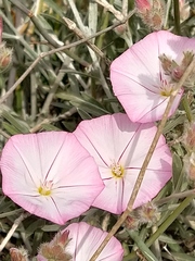 Convolvulus oleifolius