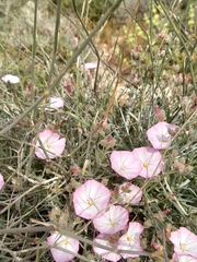 Convolvulus oleifolius