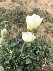 Papaver canescens