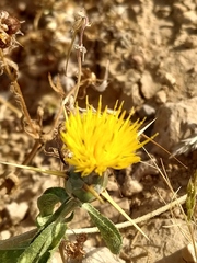 Centaurea hyalolepis