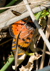 Acraea barberi