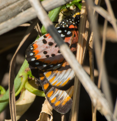 Acraea barberi