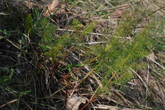 Ferulago galbanifera