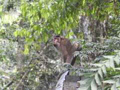 Macaca nemestrina